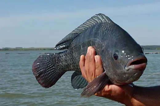 AQUICULTURA NACIONAL EM RISCO ][ Setor de R$ 115 bilhões se rebela contra MMA por risco de banimento da tilápia e camarão